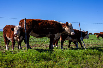 Cows on a field staring into camera. green grass and blue sky. 