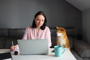 Caucasian woman in a pink blouse working from her own home. She's sitting on a gray couch while watching her shiba inu dog  that it's sitting with her