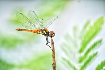 dragonfly on a branch