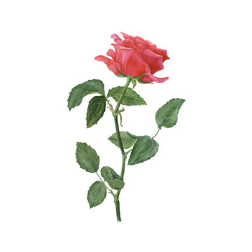 Botanical watercolor illustration of red rose isolated on white background. Vector