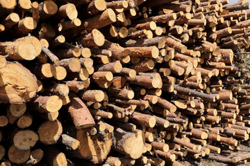 Stack of cut pine tree logs in a forest. Wood logs, timber logging, industrial destruction, forests Are Disappearing, illegal logging. selective focus.