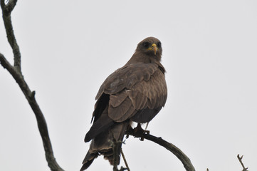 uccelli predatori africani