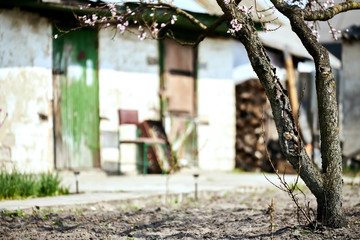A blossoming tree on the garden against the background of a rural-type building. Pink flowers on the tree. beautiful bark of a tree. private sector. Nature against the background of the building.