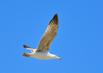 gaviota patiamarilla volando sobre el cielo azul (Larus michahellis) Marbella Andalucía España