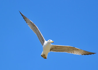 gaviota patiamarilla volando sobre el cielo azul (Larus michahellis) Marbella Andalucía España