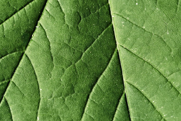 Close-up of green leaf texture for nature background.