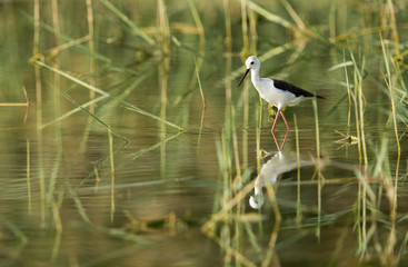 Black-winged Stilt in green