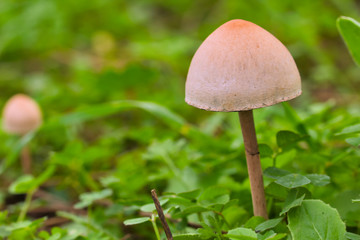 Small light brown mushroom