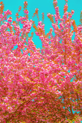 Fototapeta na wymiar Spring Fashion aesthetics wallpaper Cherry blossom tree.
