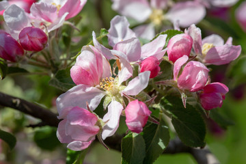 Close up apple tree blossoms and flowers in spring