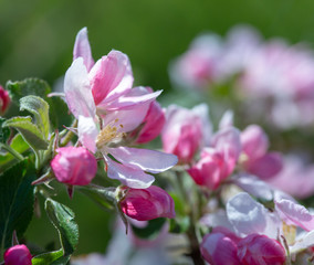 Fototapeta na wymiar Delicate pin and white apple tree blossoms in spring