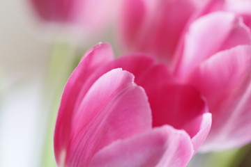 Obraz na płótnie Canvas pink tulip closeup