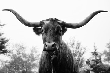 Texas longhorn cow portrait with snot drip in black and white.