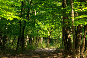 Green forest in spring time	