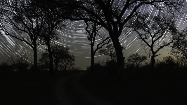 Static star trail timelapse of silhouette Marula trees (Sclerocarya birrea) in nature park/reserve South Africa, landscape, stars twisting through dark night sky.