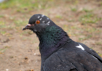 close-up of the pigeon's head with a dirty beak. A beautiful pigeon with a bright orange eye.