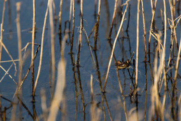 Green frog in the water, with mosquito on his head and lots of vegetation around. Hard to spot. 