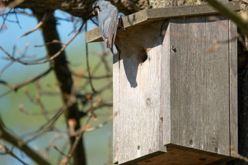 a nuthatch supplies its young with insects in a bird house