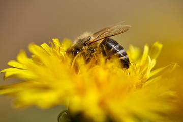 Working bee on dandelion