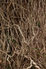 Entangled Vines
