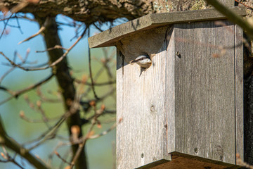 a nuthatch supplies its young with insects in a bird house