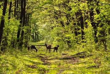 Deers in spring forest