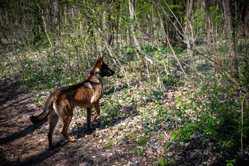 Pastore Belga Malinois nel bosco protetto a Sementina (Svizzera)