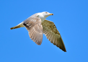 gaviota patiamarilla volando sobre el cielo azul (Larus michahellis) Marbella Andalucía España