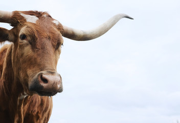 Texas Longhorn cow face close up, isolated on sky background with copy space.
