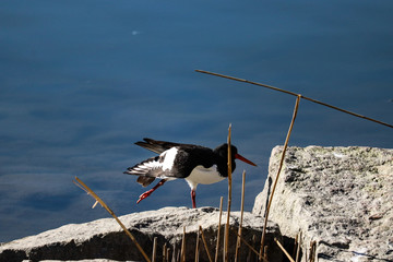 Bird on the rock