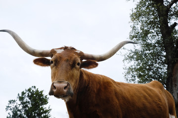 Texas longhorn cow looking at camera in wide angle view close up.