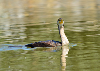 cormoran grande nadando sobre las aguas del estanque del parque (Phalacrocorax carbo) Marbella...