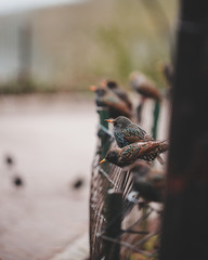 grasshopper on a branch