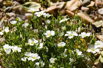 Białe kwiaty wiosną © Sawomir