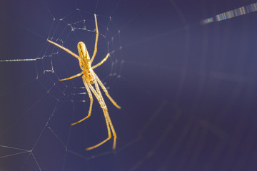 orange stretcher spider is lurking in a web for prey