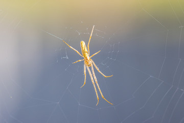 orange stretcher spider is lurking in a web for prey