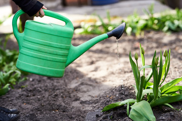 Girl waters water with green leek garden plants. spring. care of the nature. greens blossom. Garden and garden work. street