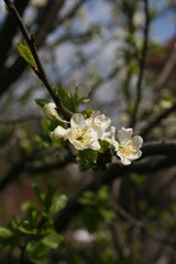 Obraz premium an incredible flowering of trees in the spring garden