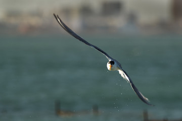 Fototapeta na wymiar Lesser crested tern in flight after a dive