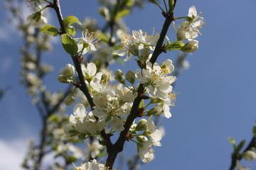 an incredible flowering of trees in the spring garden