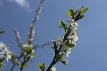 an incredible flowering of trees in the spring garden