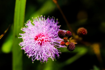 Striking macro flower closeup of Mimosa pudica or Mimosa pigra sensitive plant, also known as Shameplant, Sleepy plant.