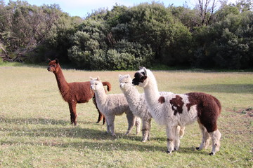 Llama family © Margaret