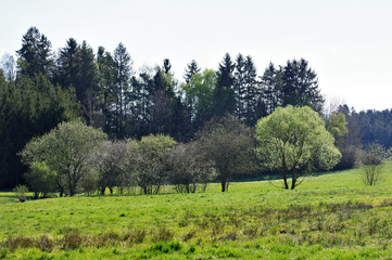 landscape with trees