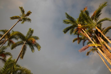 Obraz na płótnie Canvas Coconut Palm Tree towards to sky in Amazon Tropical Rainforest at sunrise Brazil 