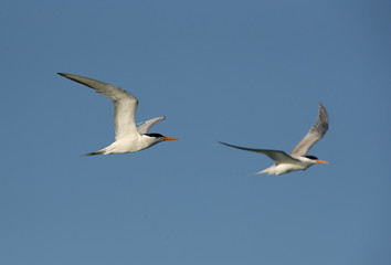 Fototapeta na wymiar A pair of Lesser crested terns