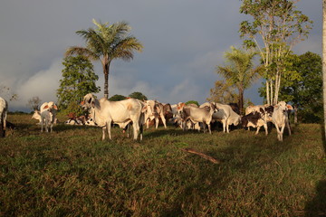 group of Cattles eating grass under palm trees in Amazon Tropical Rainforest at sunrise Brazil 