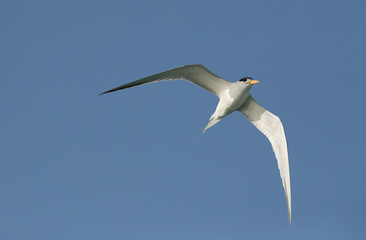 Fototapeta na wymiar Lesser crested tern in flight