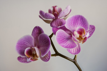 Fototapeta na wymiar Lilac flowers orchids with purple veins close up on a light background