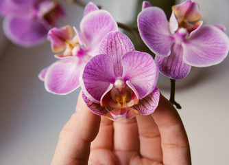 Lilac Orchid flowers with purple veins in the hand close up on a light background